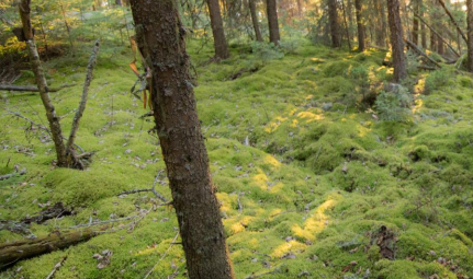 explorer-strikes-broad-gold-zones-in-ontario