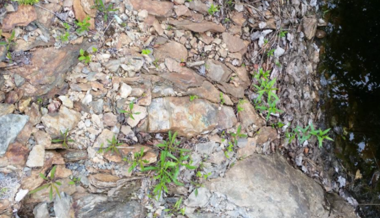 gold-drilling-delivers-wide-intercepts-as-mineralization-reaches-surface